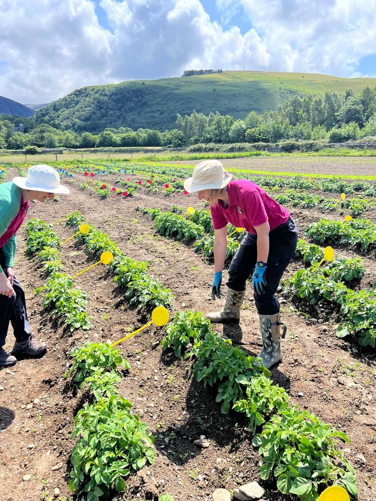 Potato experiment in a field in Wales 