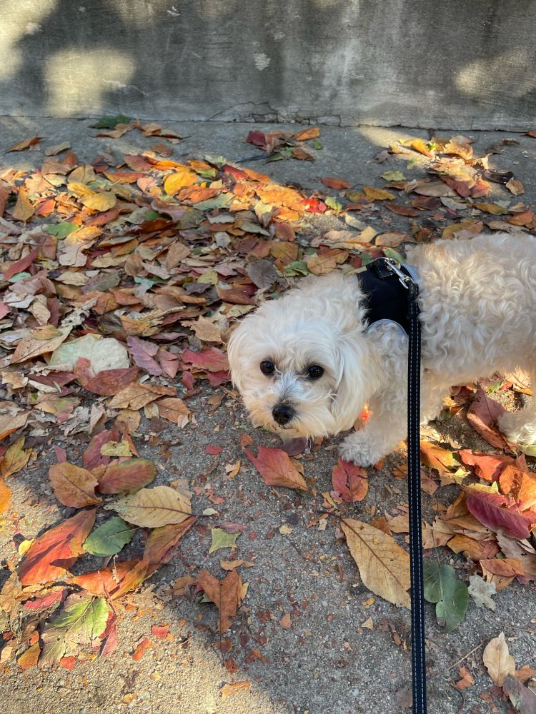 A small white dog walks through a pile of fall leaves.