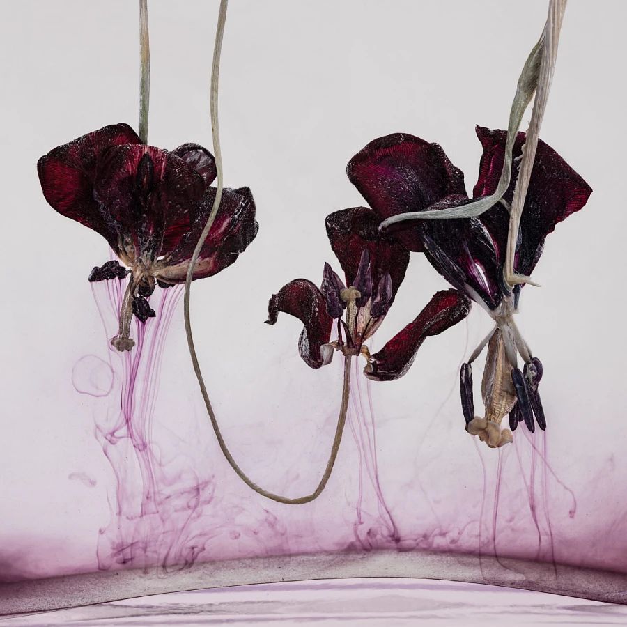 „Floriszenzen 1“, 2019 © Kathrin Linkersdorff / VG-BildKunst, Bonn 2025