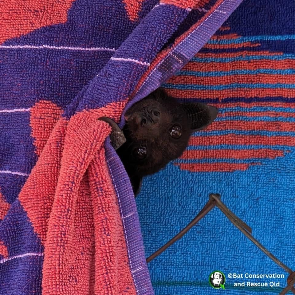 Young bat peeking out from under a towel while being rescued.