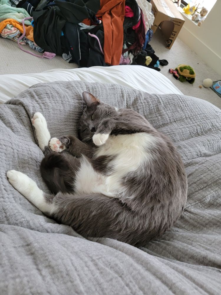 A grey cat with white markings lays belly up on a grey duvet, curled up in a circle with its eyes barely open. 