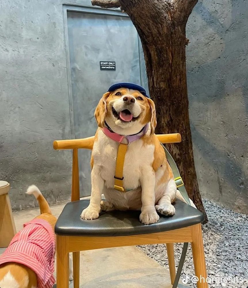 A chonky beagle sitting on a chair with its lips curled making them appear to be smiling.  The pup is a earing a blue baseball cap and with a tri-colored (pink, purple, green) harness leash.  A smaller dog is on the ground with its face out of the frame but is wearing some sort of red and white striped outfit.