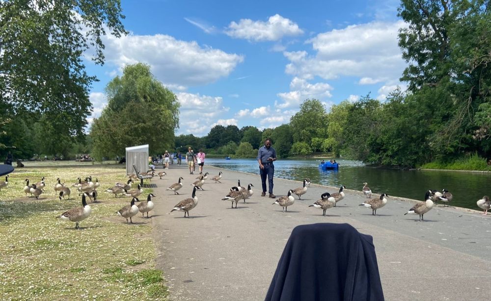Bild vom Regents Park in London. Auf dem Bild sind viele Gänse zu sehen, die einen Fußweg "blockieren".