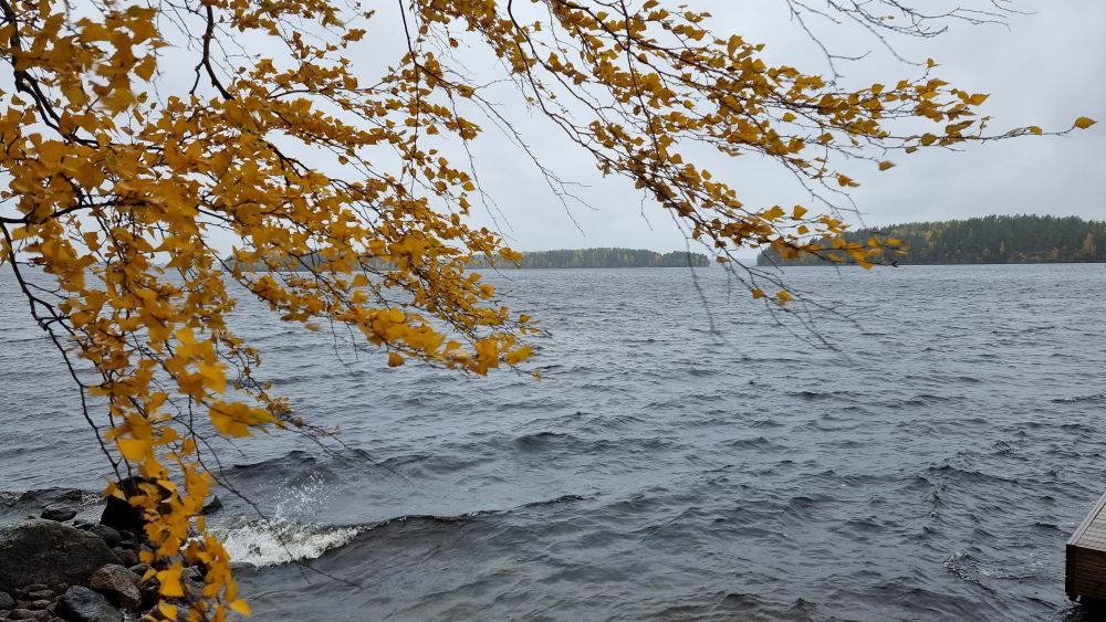 Syksyinen näkymä järvelle, jossa kova aallokko. Etualalla koivunoksia keltaisin lehdin.