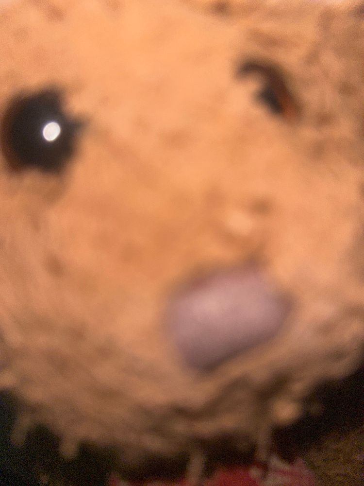 Closeup of teddy