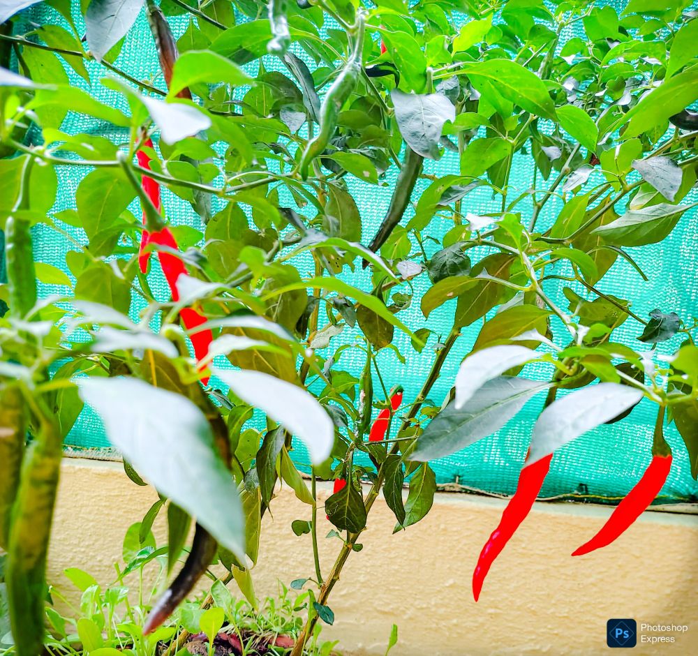 Chillies