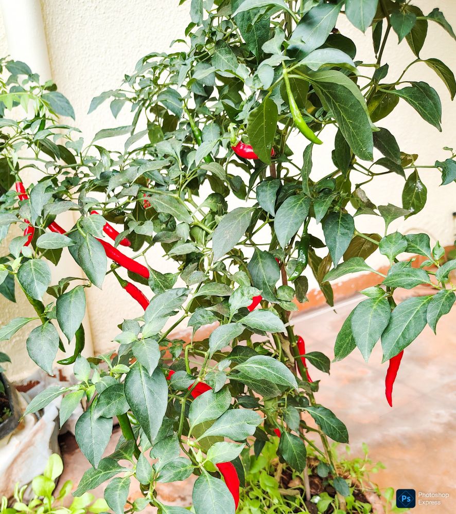 Home grown red chillies 