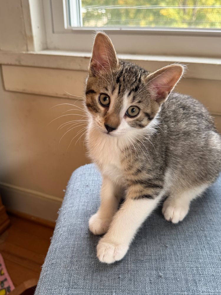 a striped tabby kitten with white socks and big ears