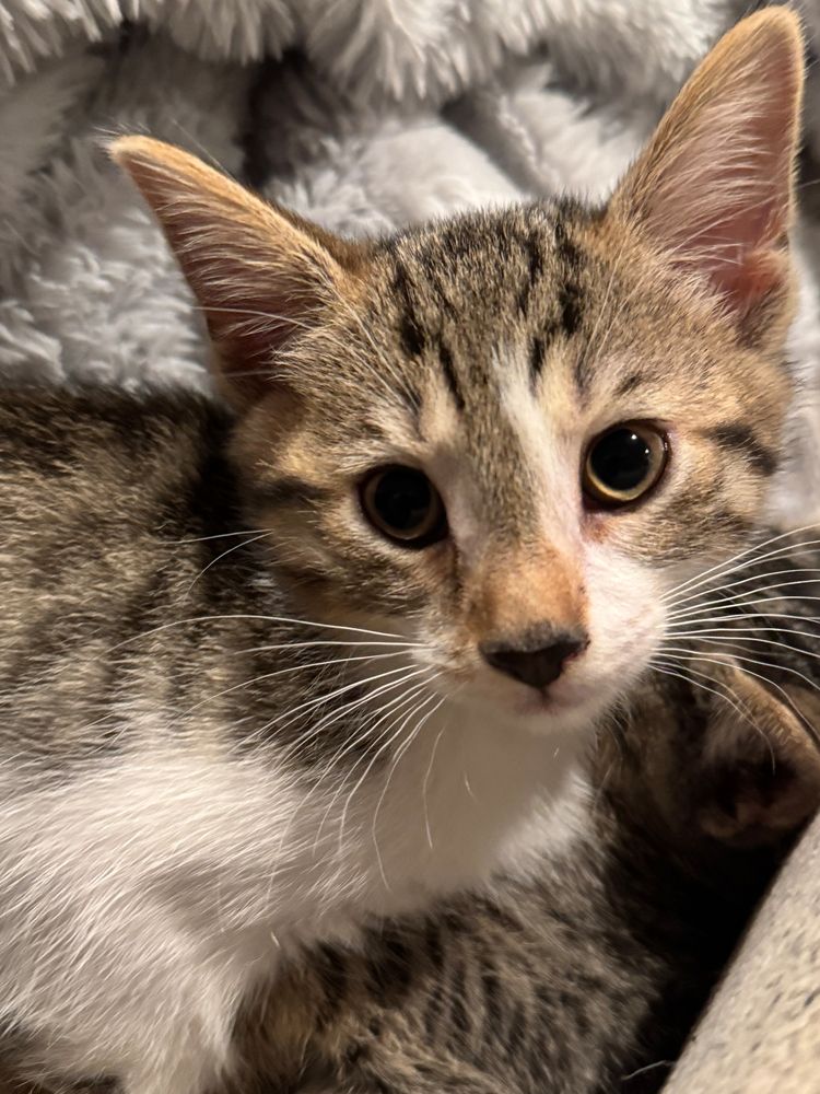 a tabby kitten with a white streak that goes from her chest up past the side of her nose.
