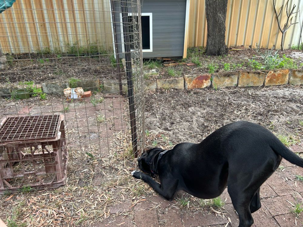 My dog watching young chicks in their yard