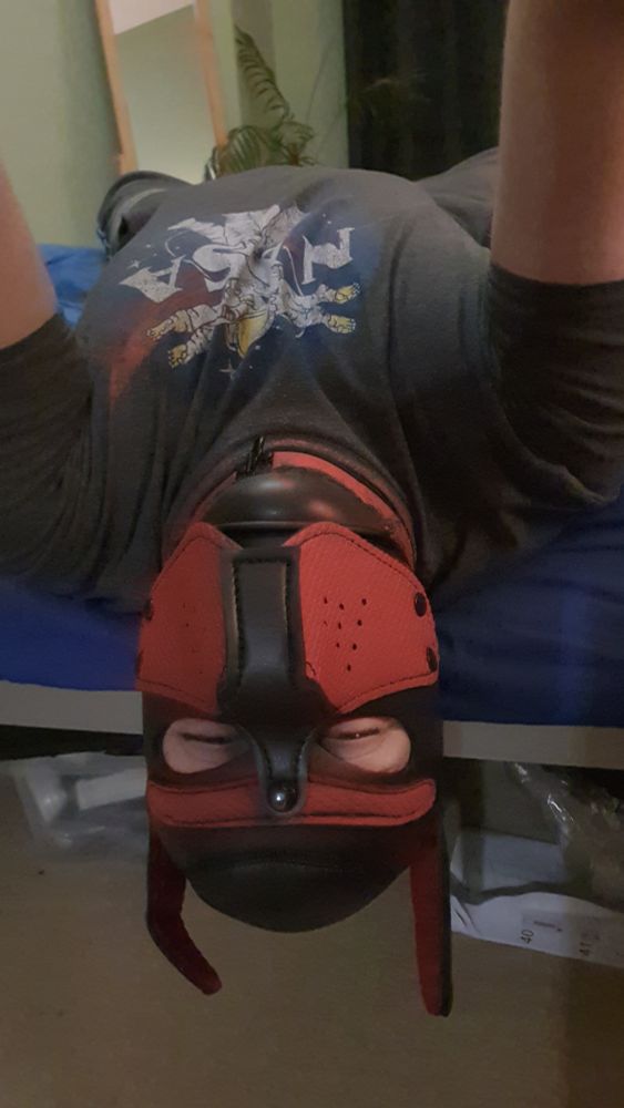 Pup Apollo laying on his bed with his head hangover over the edge. He's got a red and black pup hood and a NASA t-shirt and his eyes are smiling at the camera