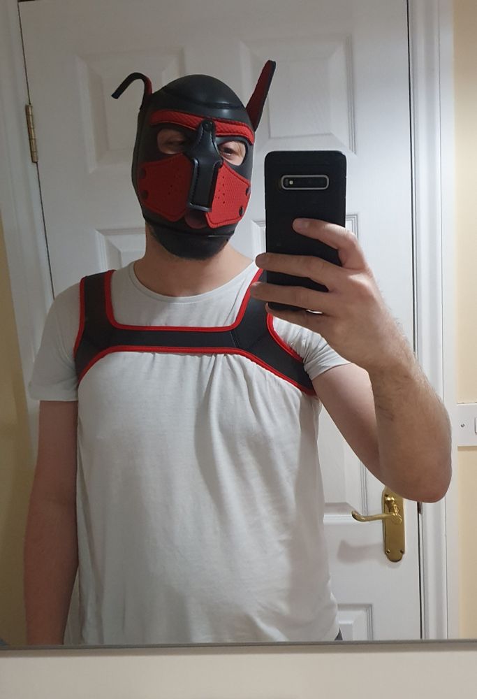 Photo of Apollo wearing a red and black pup hood and matching harness over a white t-shirt