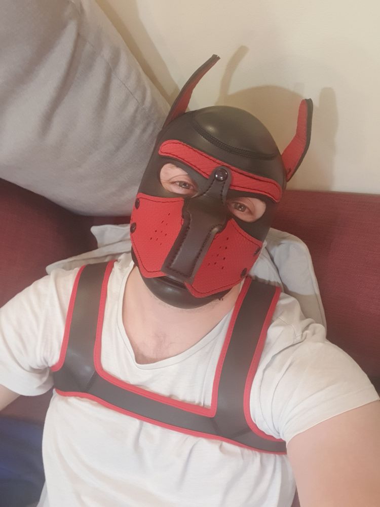 Apollo in a red and black pup hood and matching harness, and very sleepy eyes looking at the camera