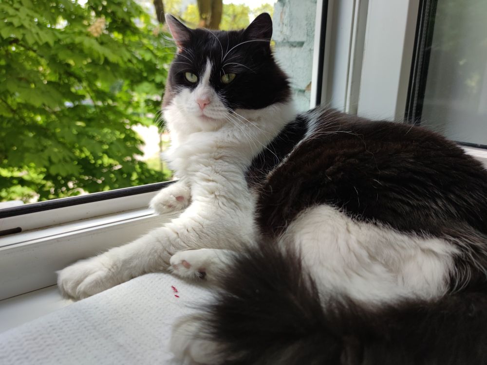 Кіт Костя у вікна