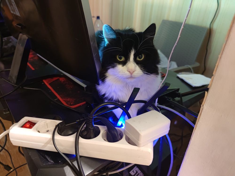 Кіт Костя сисадмін