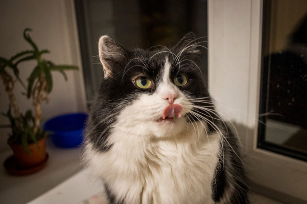 Як справи? - запитує кіт Костя