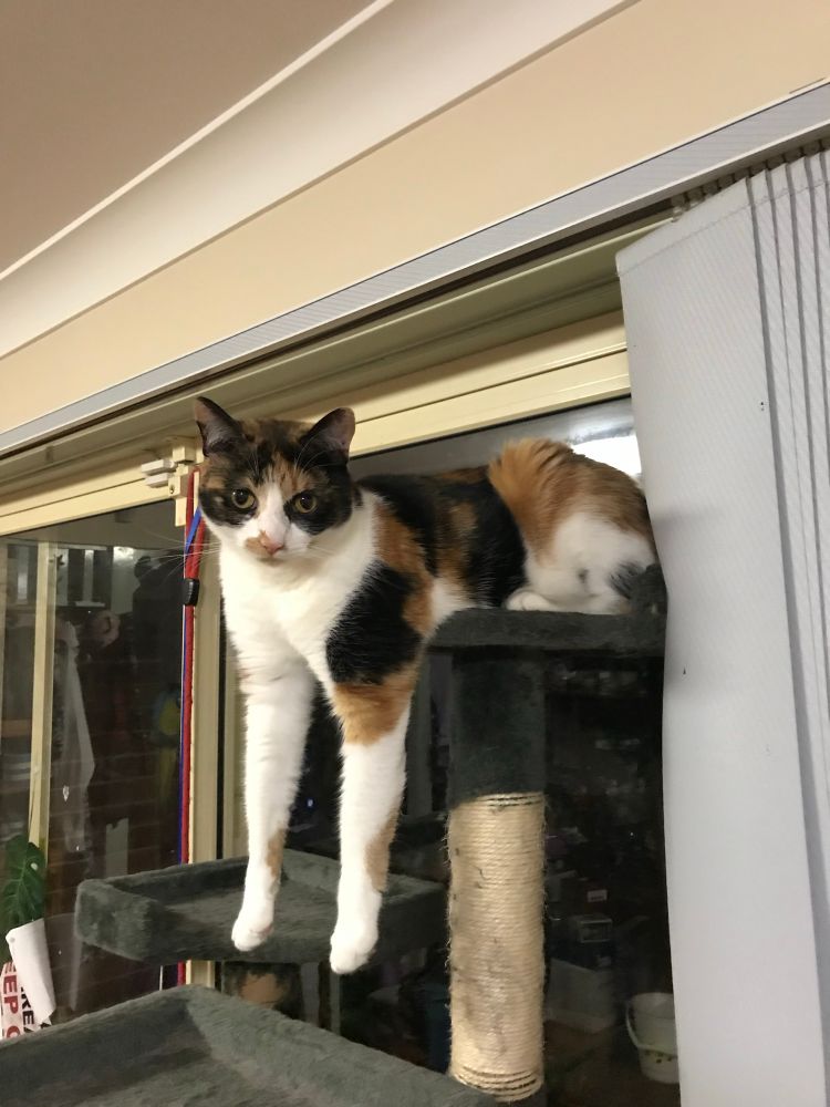 Missy, a tortoise shell cat that oscillates between torpor and mania, and by her reckoning has never ever been fed. Shown here with front legs hanging down from her perch on the cat tree like a total weirdo.