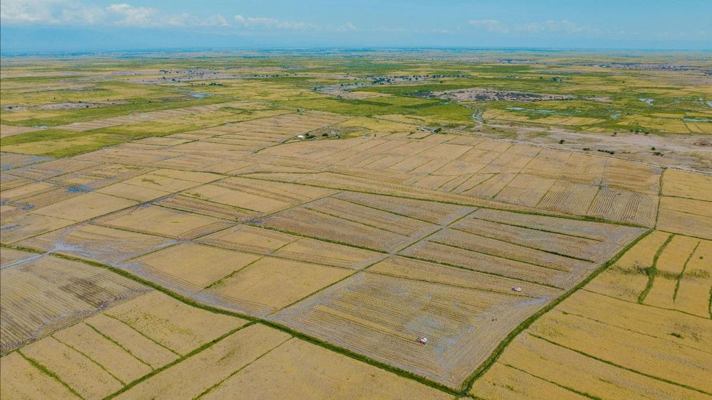 Aerial view of fields in Tanzania