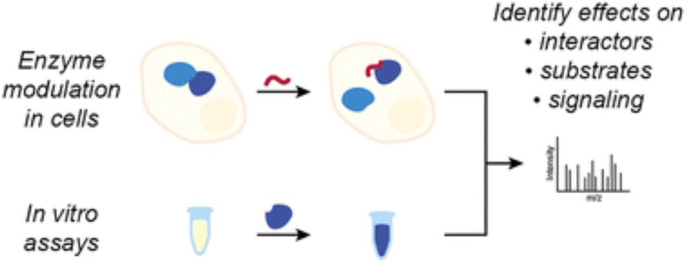 A strategy to disentangle direct and indirect effects on (de)phosphorylation by chemical modulators ...