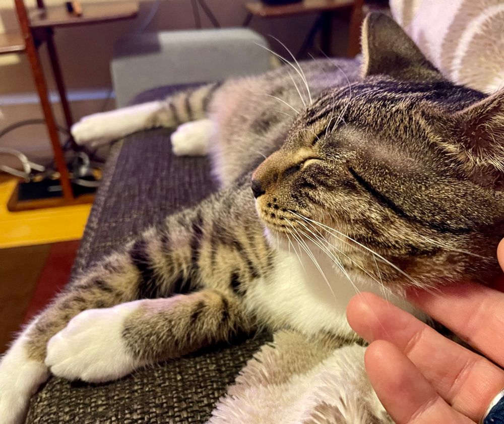close up of a tabby brown and grey cat being scratched by a pale hand