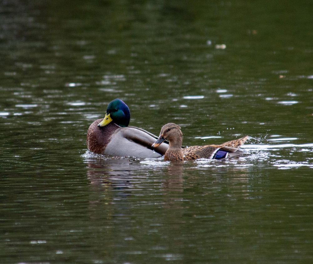 A photograph of a pair of mallards on a lake. The drake has grey wing feathers, edged with black, a brown chest and a colourful head of green and blue. His beak is very yellow. He’s all puffed up because he just has some fun with his Mrs. The female is mottled brown with black, with a vivid purple-blue patch on her wings. She is shaking her tail a bit, trying to clean up afterwards I guess. 