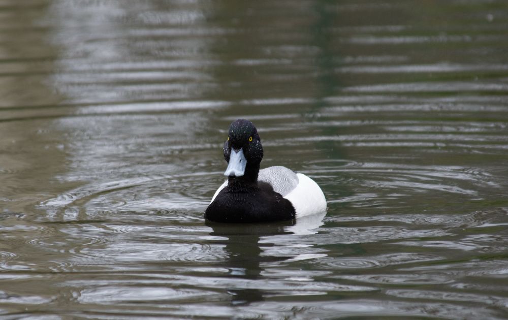 A photograph of a lesser scaup on the water. His chest, neck and face are black, he has some grey wing feathers and white flanks. His eyes are golden-orange and his beak a steel grey. There are rain drops landing on the lake and he’s got some water droplets on his head. 