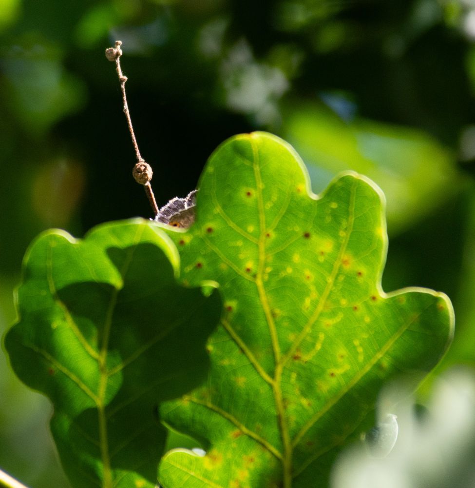 A close up photograph of an oak leaf. In one of the curves, a bit of butterfly wing is visible. 