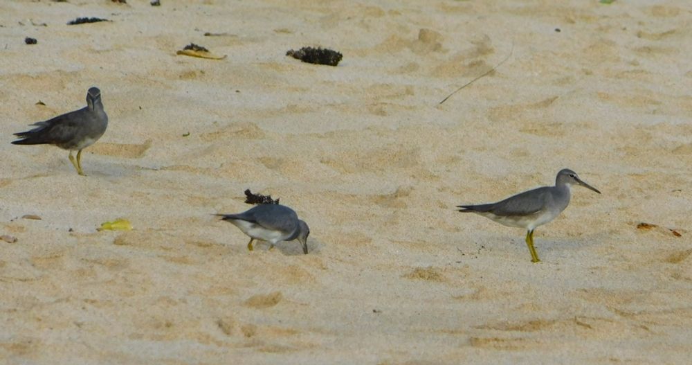A photograph of three birds on a sandy beach. The birds are mainly grey with lighter underbellies. They have long legs and beaks. One is using its long beak to poke into the sand. 