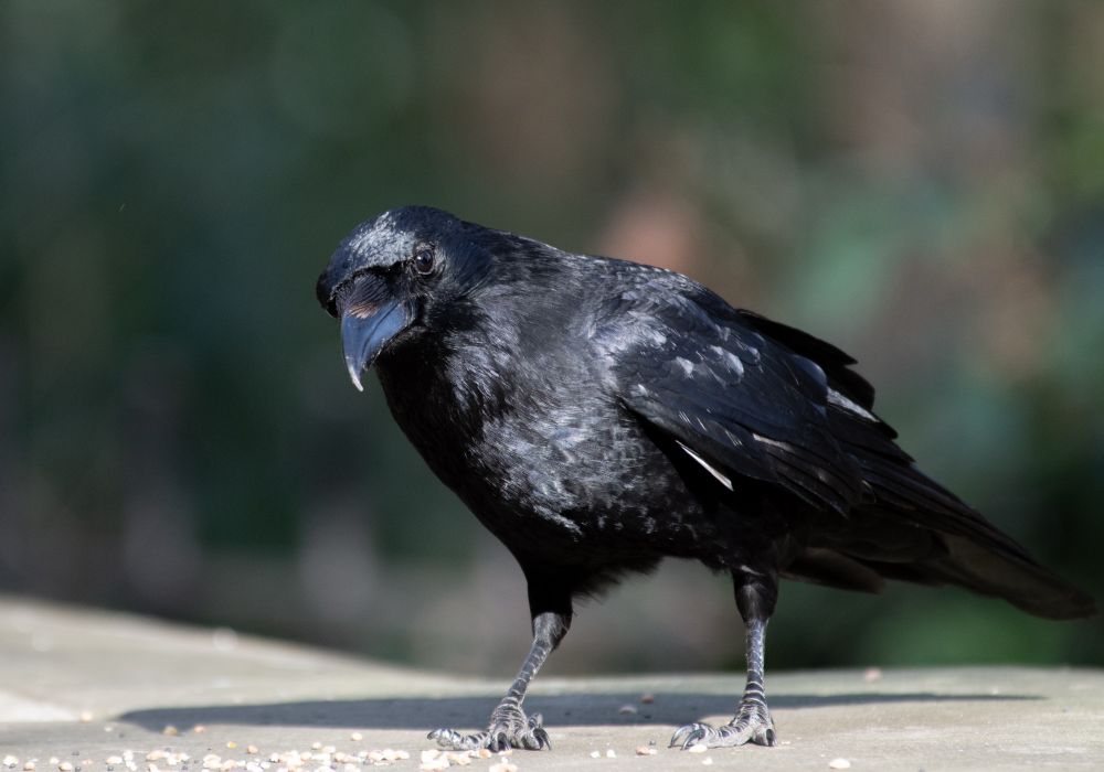 Crow clocked the camera - I got spotted! 

A black bird is standing on a ledge, facing a bit to the left, but with its head cocked and looking at the camera. 