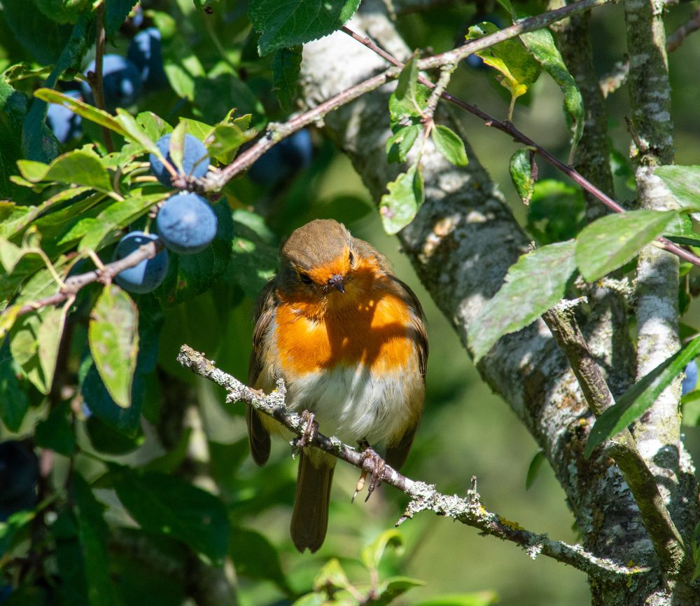 A photograph of a robin on a branch. The robin, with his orange chest, creamy belly and brown wings and head, is perched on a thin blackthorn branch. He is facing forward, his belly round and full, and his head cocked a wee bit to the left. The thin branch is attached to a larger branch. Above him is a string of leaves and beautiful purple sloe berries. Those are his. I wasn’t allowed to collect them for my sloe gin. 