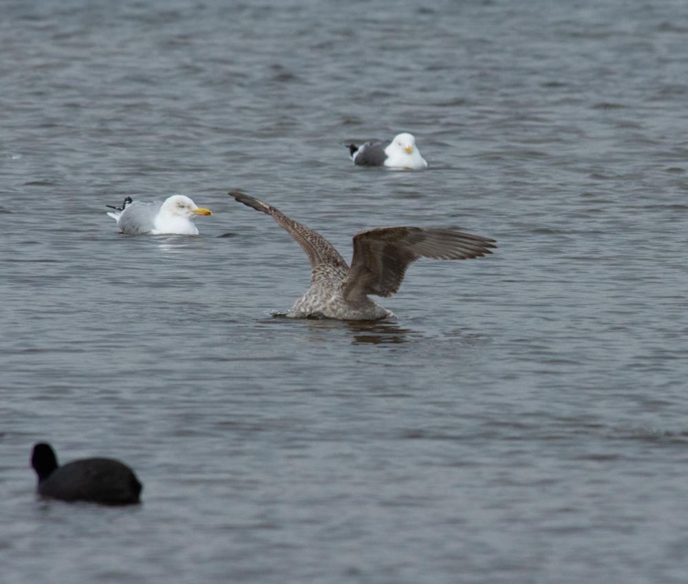 A photograph of 4 birds on the water. There is a coot or moorhen in the foreground. In the background are two gulls, a herring gull and a lesser black backed (I think). In the middle is a juvenile herring gull. Its wings are stretched out, its head is in the water. 