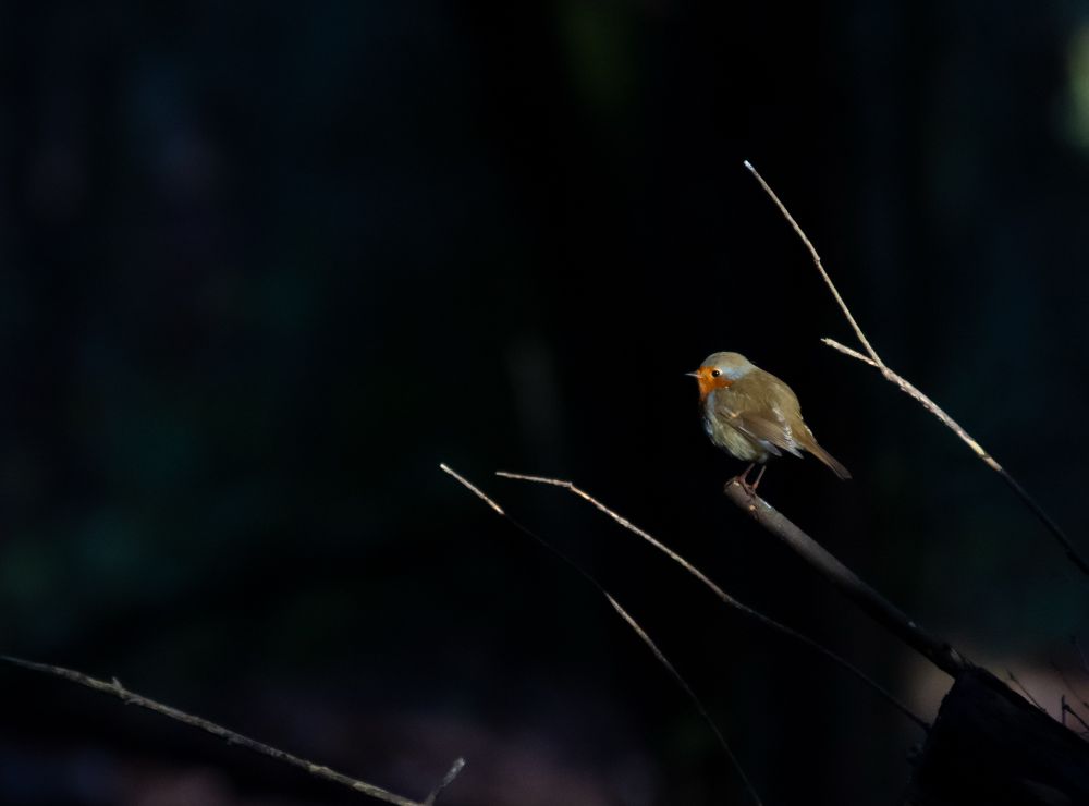 A photo of a European robin. The photo is mostly in shadow, the the dark part of the woods. A bit of sunlight is shining through in the right and some branches are highlighted in the light. The branches are coming out from the right as well. The left is pitch black. There is a wee robin perched on the very edge of one of the branches, also lit up by the sunlight. He is facing to the left. 