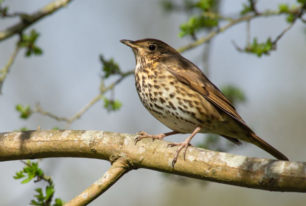 A photograph of a son thrush standing on a branch. Behind it are some twigs with some budding leaves. The bird is brown on top and its belly is cream coloured with lots of small brown splodges. 