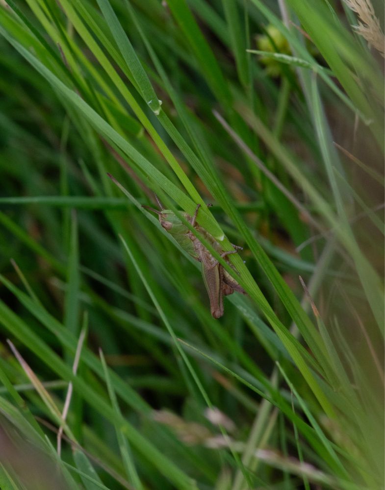 A macro shot: lots of grass with a small green and brown meadow grasshopper, grabbing onto one of the grass stems, hoping the giant goes away. 