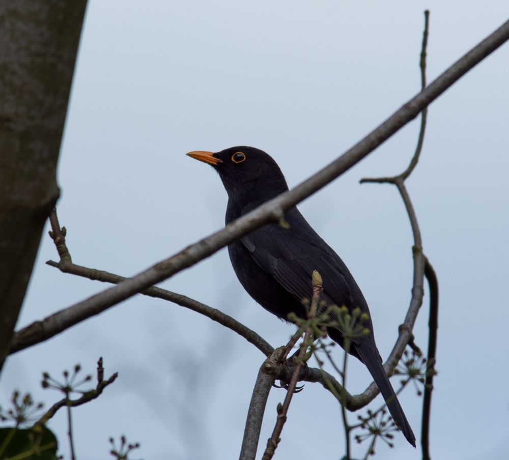A photograph of a blackbird perched on a thin branch. He is all black except for his orange beak and orange ring around his eye. He is sitting sideways, facing the left. The branch is bare, and the sky behind him is grey. 