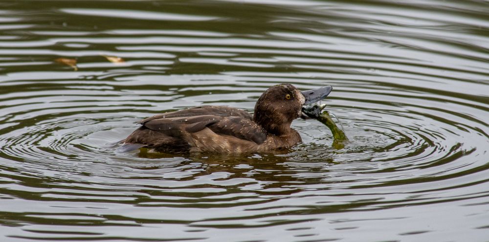 A photograph of a tufted duck on a lake. The duck is mottled brown. He has a dark beak that is wide open and full of algae and a fish, with the algae pouring out into the lake. Yum yum. 