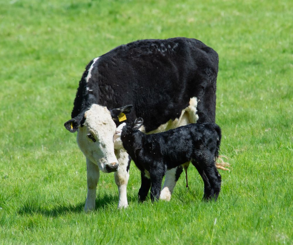 A photograph of two cows in a field. The mama cow is black and white and she is facing the camera, head towards her baby. The calf, all black except for its face, stands close to its mum. It had just been born about a half hour prior and its umbilical cord is still hanging down. 