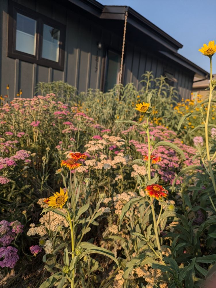 A variety of flowers in golden morning light in front of a black house. The flowers include yarrow, coneflowers, blanketflowers, and the small flower head Maximilian sunflowers. The image is generally cheery.