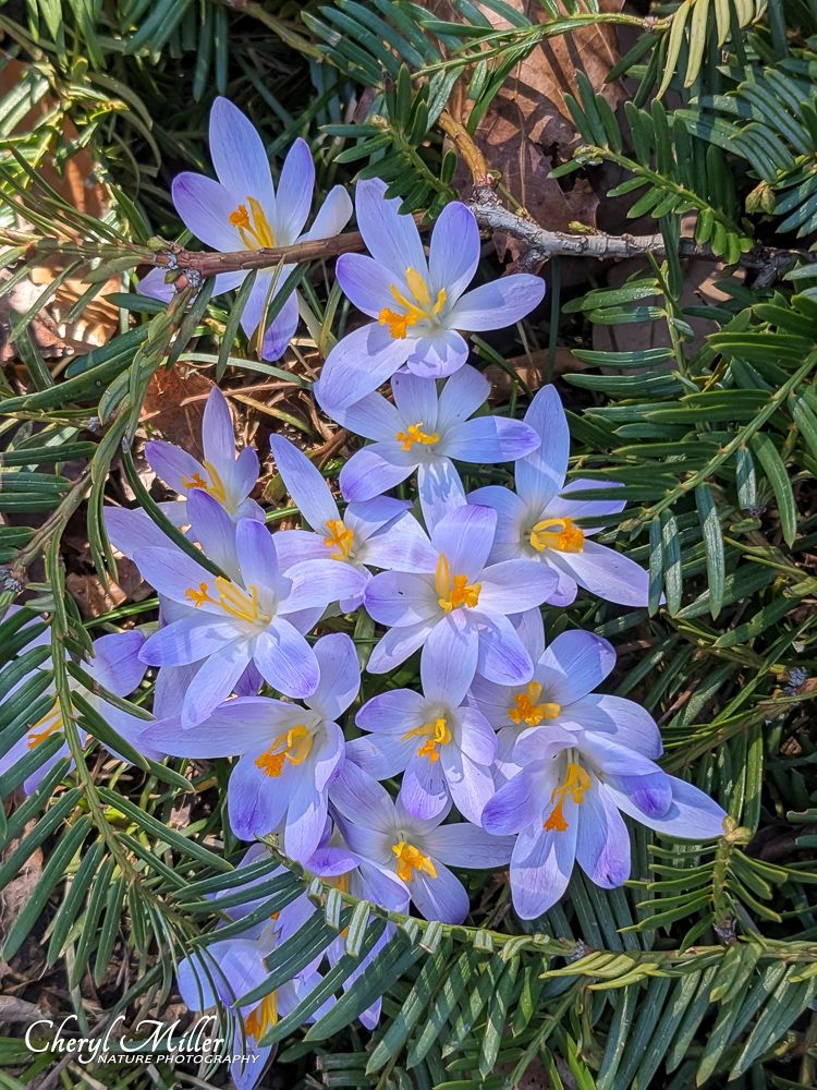 Photo of a cluster of pale purple flowers with bright yellow stamens