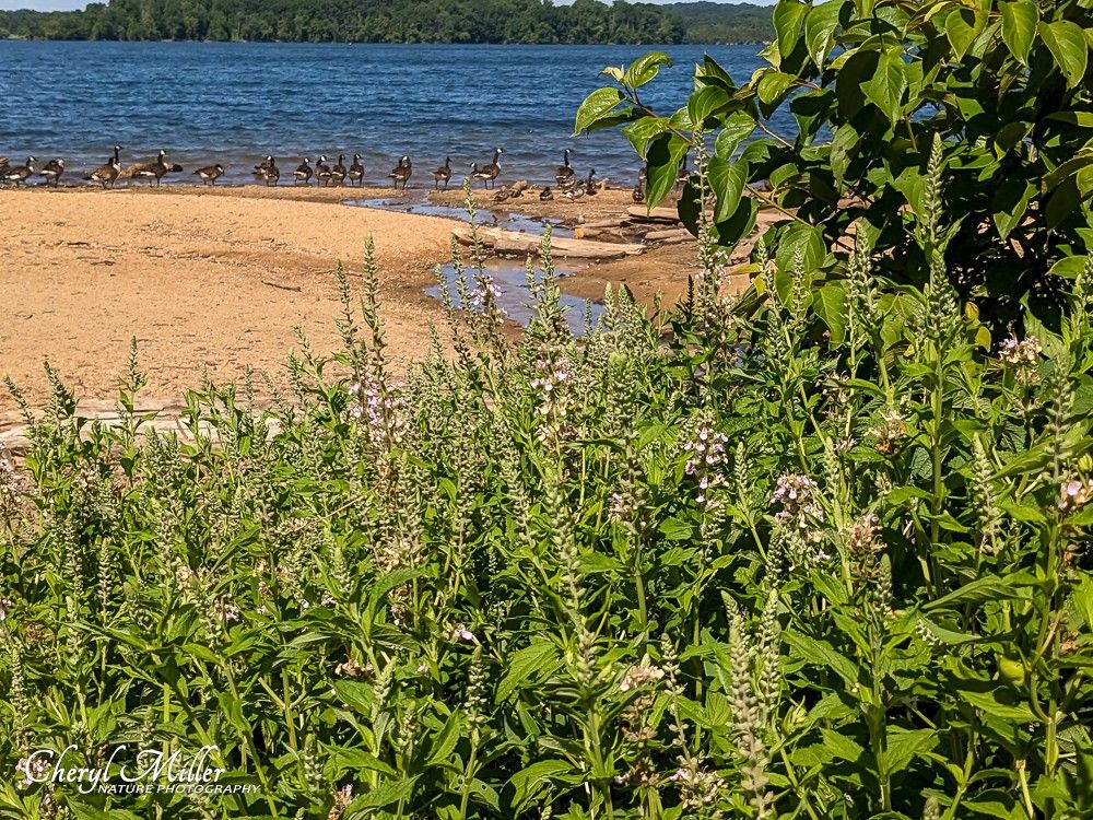 A photograph of a cluster of green plants with lavender-colored flower stalks; in the background is a sandy beach and lake, with Canada geese lined up along the shore.