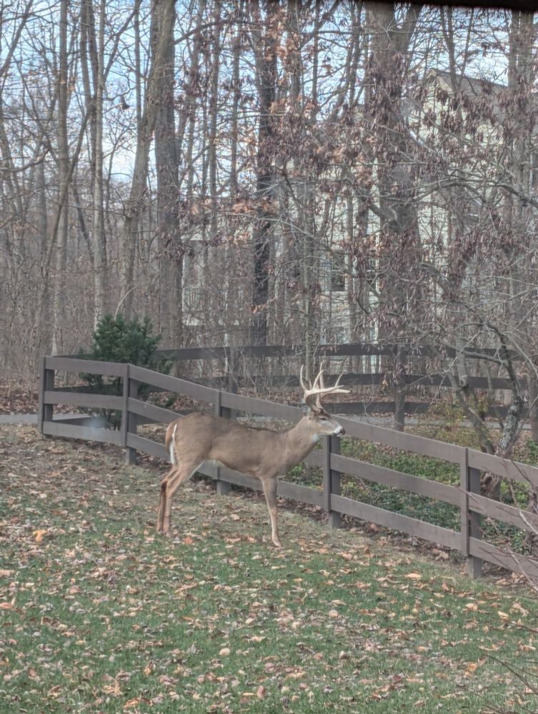 8-point white tail deer buck standing in a back yard by a brown wodden slat fence