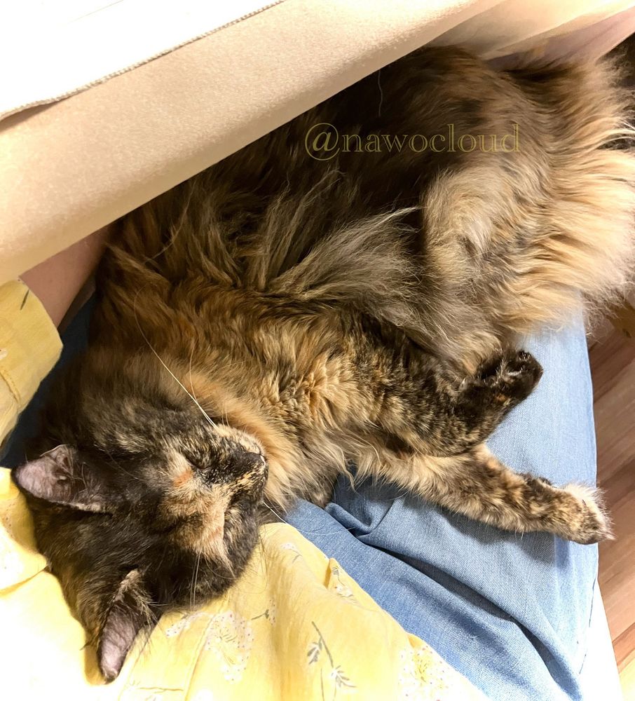 膝の上で眠る猫さん。