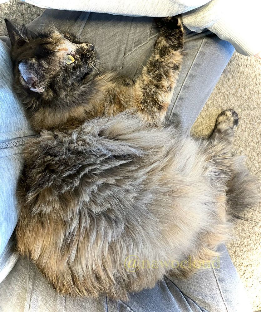 抱っこ大好きな猫さん。