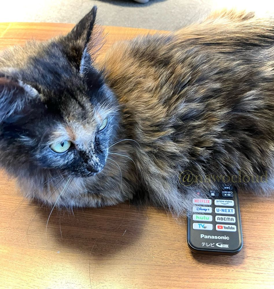 リモコンの上に座る猫さん。