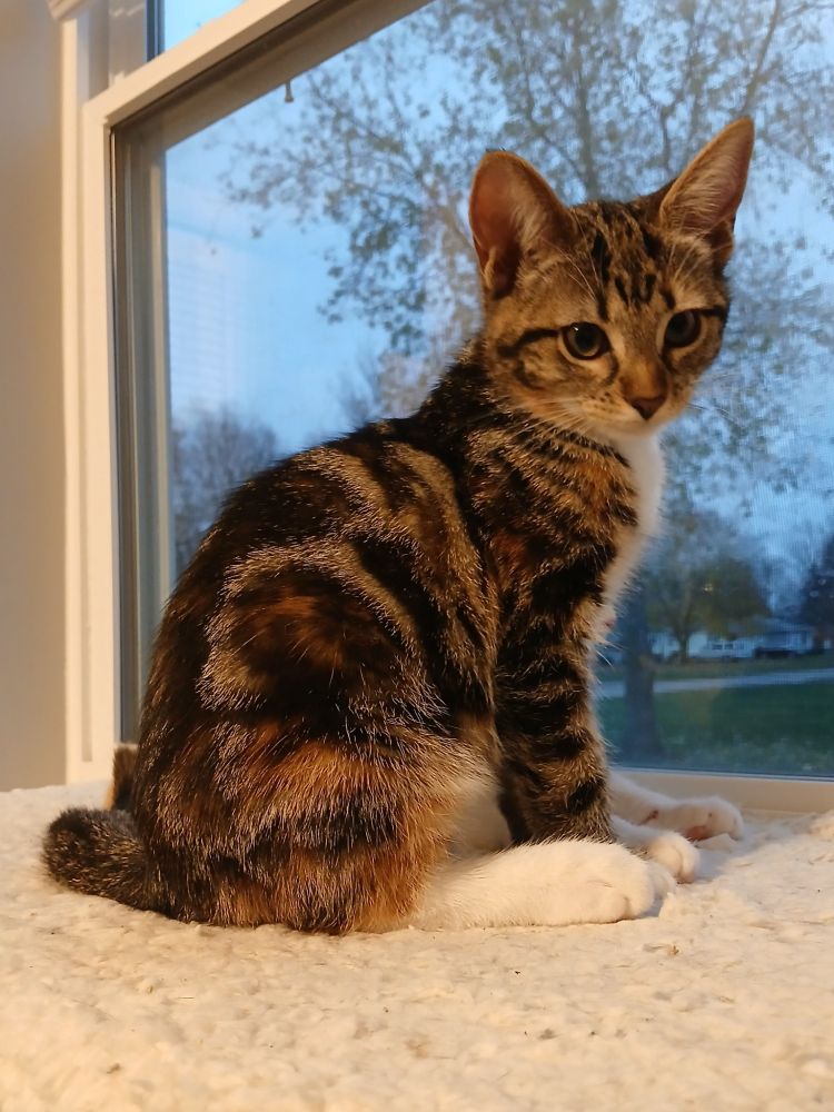 Joan, a black and tan tabby kitten with big white feet, is sitting in the window looking serious and pensive.