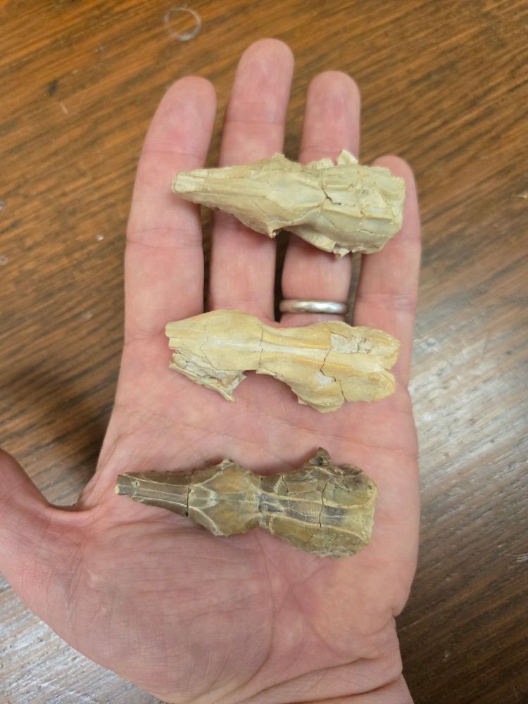 A hand held flat, palm up holding with three small leptictid mammal skulls. Skulls are facing to the left.