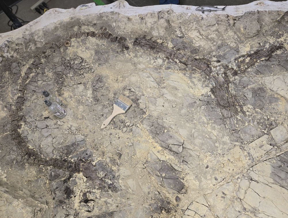 Photograph of a partially cleaned skeleton of the fish Ichthyodectes from the Pierre Formation of North Dakota, from the Cretaceous Period. Collected in August of 2024. Specimen in the North Dakota State Fossil Collection.