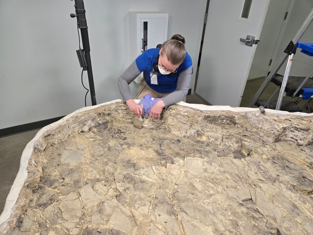 Paleontologist Cathy Lash works on removing rock from a large plaster field jacket that contains a seven foot long skeleton of the Cretaceous fish Ichthyodectes. Pierre Shale Formation of North Dakota.