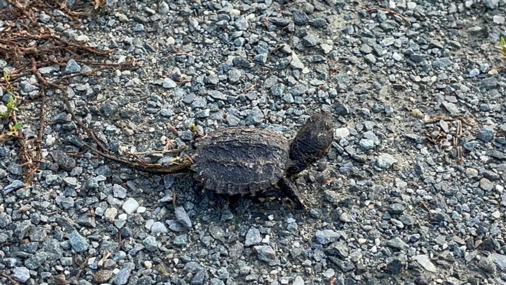 Tiny baby snapping turtle on gravel. Photo is from the side and it is looking away from the photographer. 