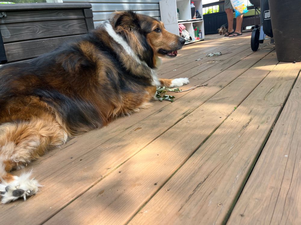My dog Eva chillin on the deck. She’s a collie mix